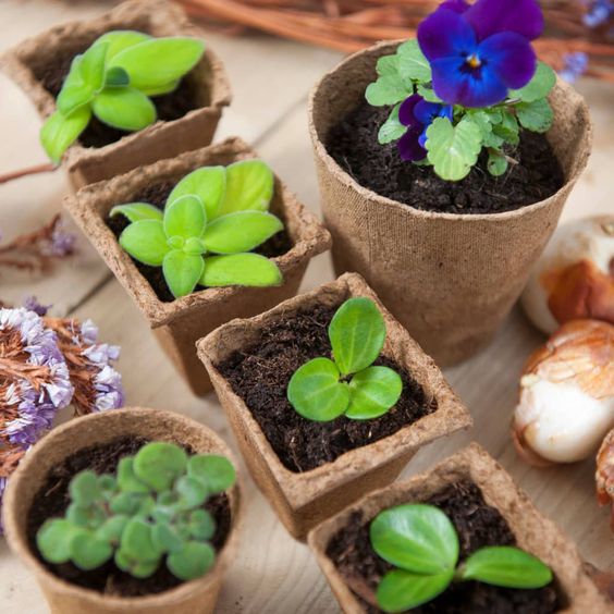 Biodegradable Nursery Pots 08 Biodegradable Nursery Pots 08